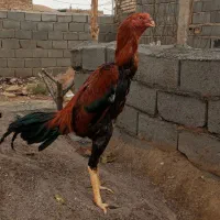 جوجه خروس لاری