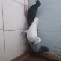 2تالمانی یک دومسفید