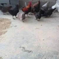 مرغ بومی|حیوانات مزرعه|رودشت (چهارمحال و بختیاری), |دیوار