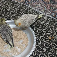 عروس هلندی ماده و جوجه