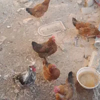 مرغ تخم گذار