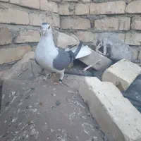ماده دمگیر