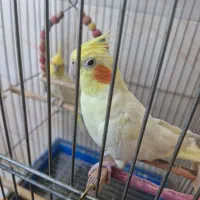 طوطی نژاد لوتینو