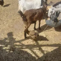 بزدورگ|حیوانات مزرعه|بیرجند, |دیوار