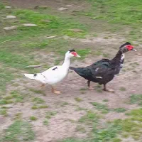 اردک اسرائیلی