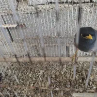 مرغ مینا|پرنده|رامیان, |دیوار