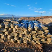 ذرت علوف ای