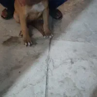 توله سگ پیتبول|سگ|ماهدشت, |دیوار