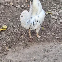 مرغ خروس گلین|پرنده|کرج, شهرک نهال و بذر|دیوار