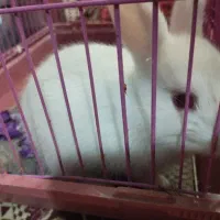 خرگوش