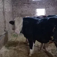 گوساله ماده هلشتاین