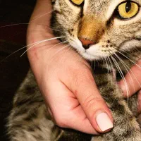 واگذاری گربه|گربه|کرمانشاه, |دیوار