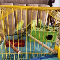 واگذاری مرغ عشق