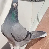 سه عدد دمگیر خرقه|پرنده|برخوار, |دیوار