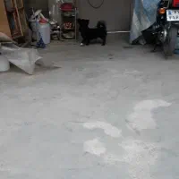 یک عدد پاکوتاه پامر روباهی