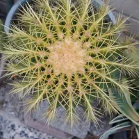 گل کاکتوس آچینو سایز ۱۹