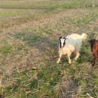 دو عدد بز ماده|حیوانات مزرعه|تولم شهر, |دیوار