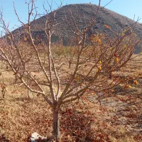 هرکاری وفرم دهی انواع درختان