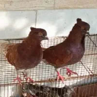 کبوتر فروشی
