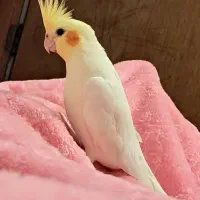 پرنده گمشده ۲ سالشه.