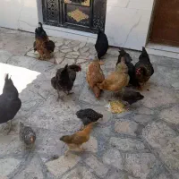 مرغ و خروس