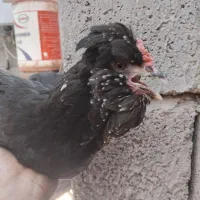 تخم  مرغ نطفه دار گلین خالص