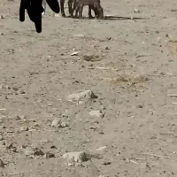 بز پاکستانی دوقلو زا بز با دوتا بزغاله نر و ماده