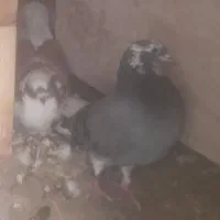 سه تا پرنده صید شده