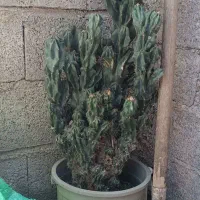 کاکتوس صخره ای ده ساله
