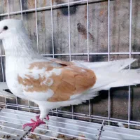 کبوتر کله ای|پرنده|بندر گناوه, |دیوار