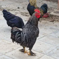 خروس پا پر|حیوانات مزرعه|مشهد, محمدآباد|دیوار