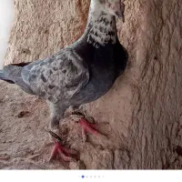 ۵۰۰|پرنده|شیروان (خراسان), |دیوار
