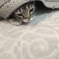 دو تا گربه نر|گربه|تهران, قزل قلعه|دیوار