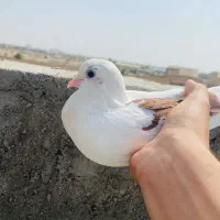موتور