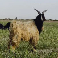 کهره چبش داشتی و کشتی|حیوانات مزرعه|شیراز, اصلاح‌نژاد|دیوار