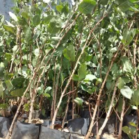 نهال پسته گلدانی،|خدمات باغبانی و درختکاری|طبس, |دیوار