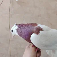 کفتر طوقی|پرنده|یزد, |دیوار