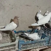 کبوتر|پرنده|رزن, |دیوار