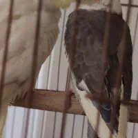 دوعددعروس هلندی گم شده