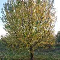 هرس کار ماهر وپایه گذاری درختان زیر ۵سال