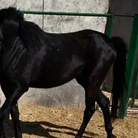 فروش  یا مشارکت  اسطبل اسب همراه حدود ۱۰ اسب اصیل|اسب و تجهیزات اسب‌سواری|اهواز, زیتون کارمندی|دیوار