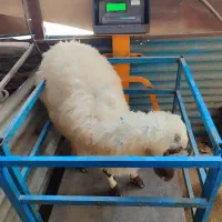 پخش بره نر.درشمال جنوب وشرق تهران بدون وتعطیلی