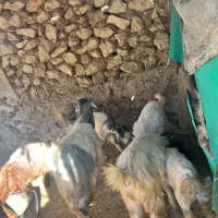 بز غاله|حیوانات مزرعه|کازرون, |دیوار