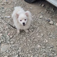 سگ پامر خرسی