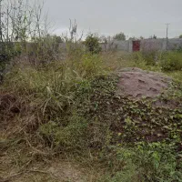 علف زنی انواع زمین باغ و ویلا|خدمات باغبانی و درختکاری|رشت, رودباری|دیوار