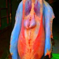 دنبلال گوسفندی تازه روغن دنبه