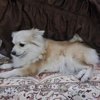 سگ پامر روباهی|سگ|بندر ماهشهر, |دیوار