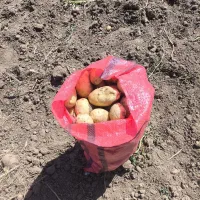 سیب زمینی عمده نمونه