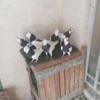 ۲۰تاکبوتر طوقی جفتی ۷۰۰