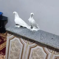 کفتر کاکلی پری|پرنده|تبریز, |دیوار